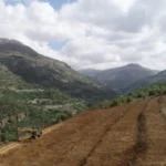 Let Us Plant Our Land — Shouf Agricultural Initiative